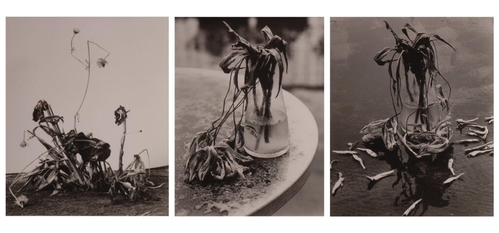 Ausstellung „Parallel Vienna Editions“ von Nobuyoshi Araki in der Galerie Rhomberg